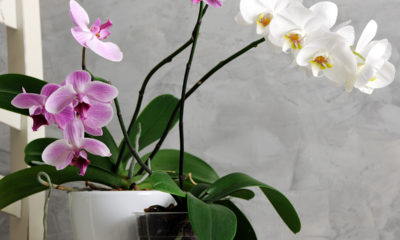 orhideje-na-stolcu-domnakvadrat
