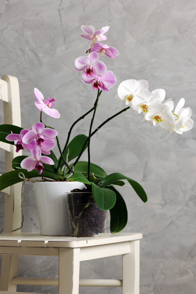 orhideje-na-stolcu-domnakvadrat