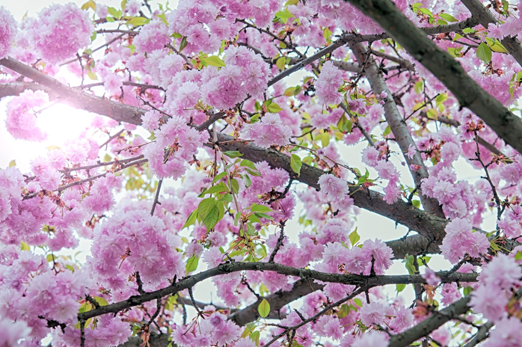 stablo-cvat-japanska-trešnja-iris-MBM-domnakvadrat