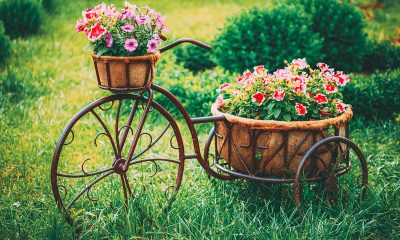 bicikl-cvijeće-domnkvadrat