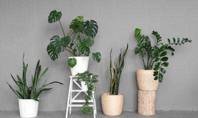 sobne-biljke-monstera-sanseverija-domnakvadrat