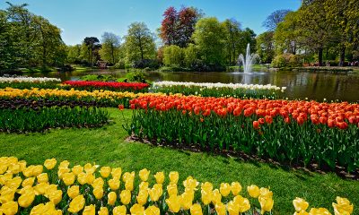 tulipani-park-domnakvadrat