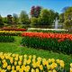tulipani-park-domnakvadrat