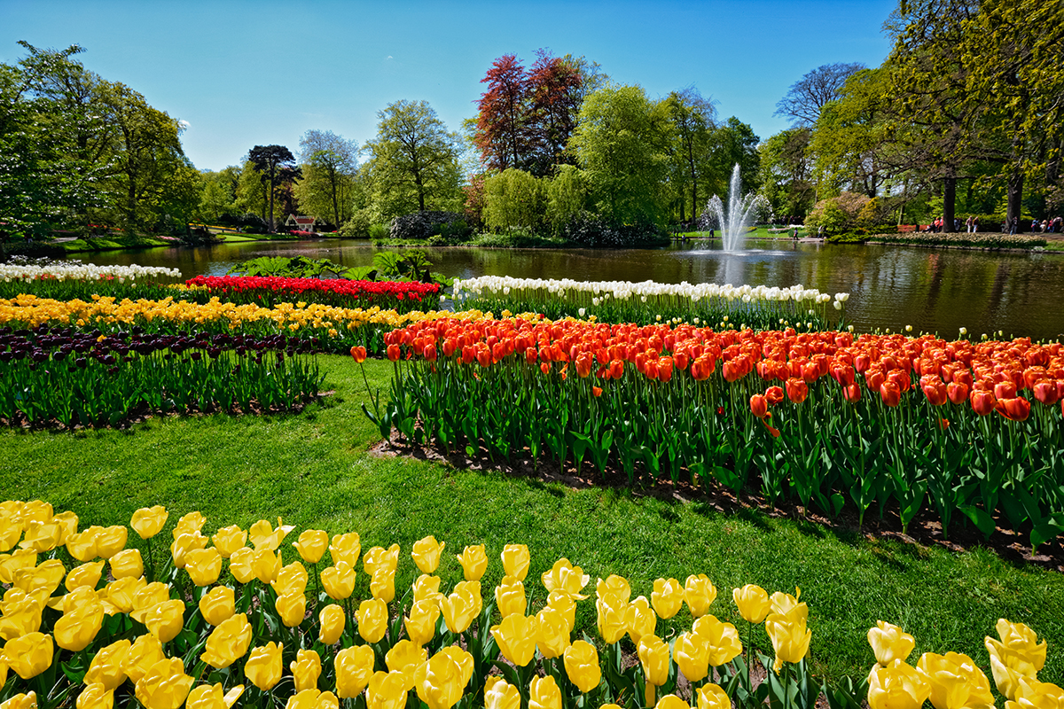 tulipani-park-domnakvadrat