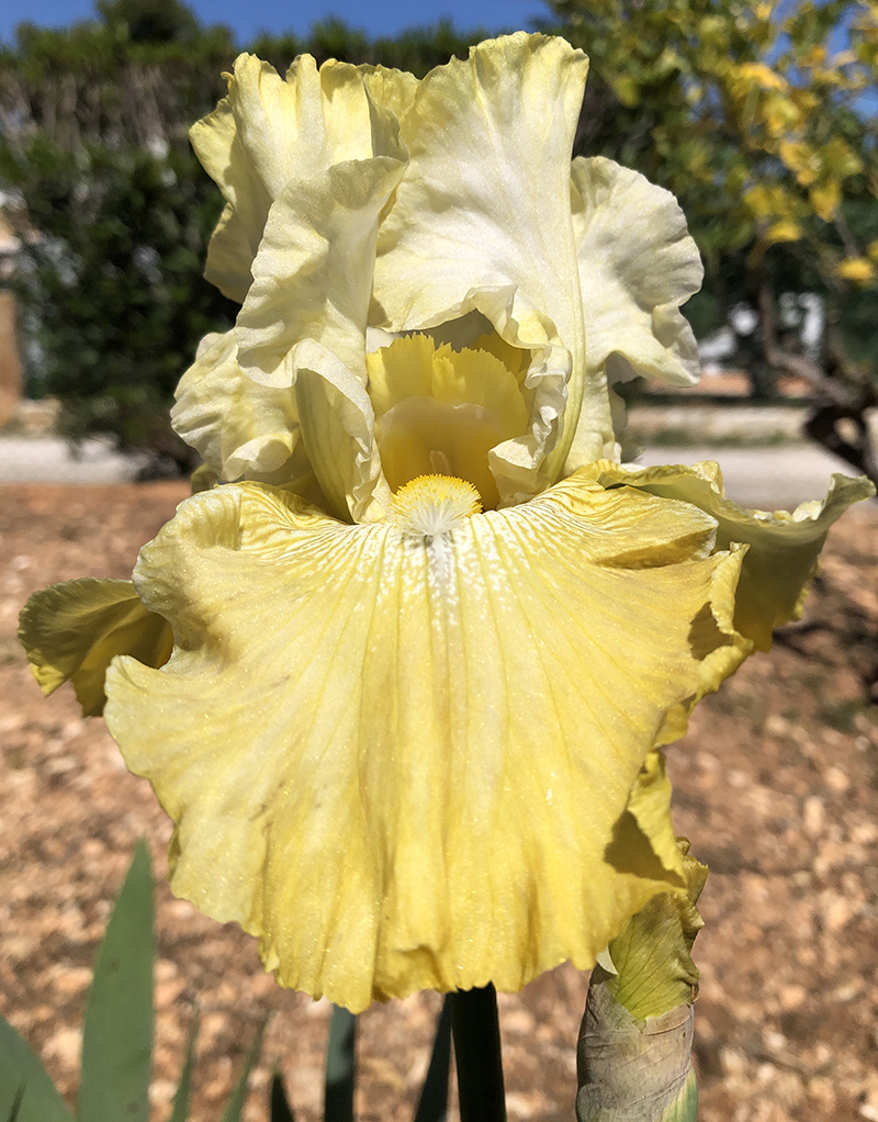 žuti-iris-domnakvadrat
