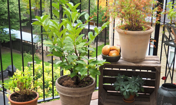 balkon-biljke-razne-domnakvadrat