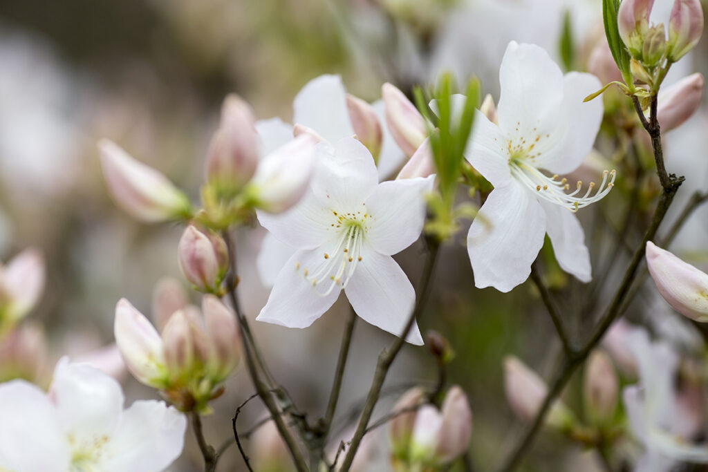 bijela-magnolija-domnakvadrat