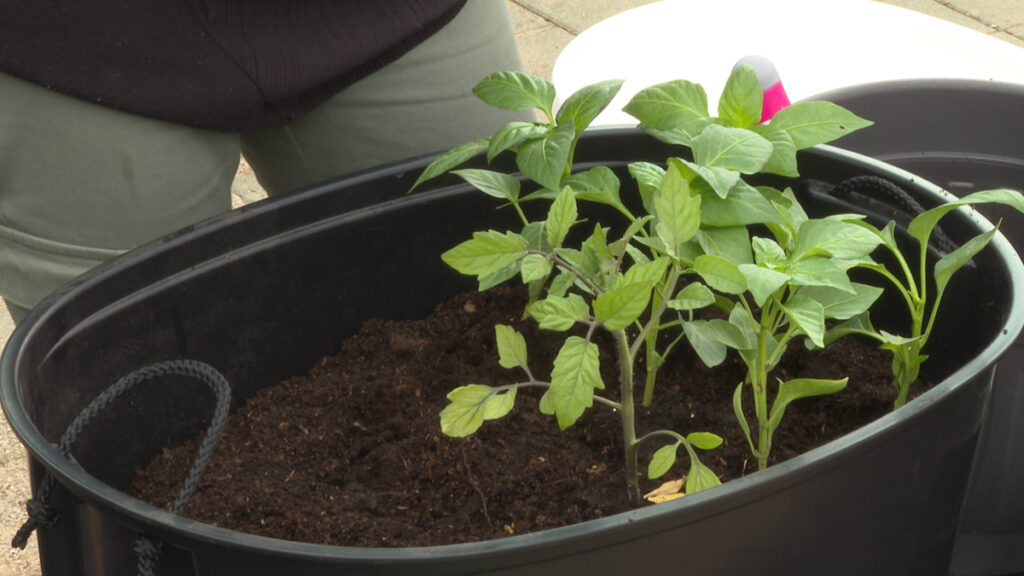 paprika-i-rajčica-sadnja-vrtni-centar-šestine-domnakvadrat