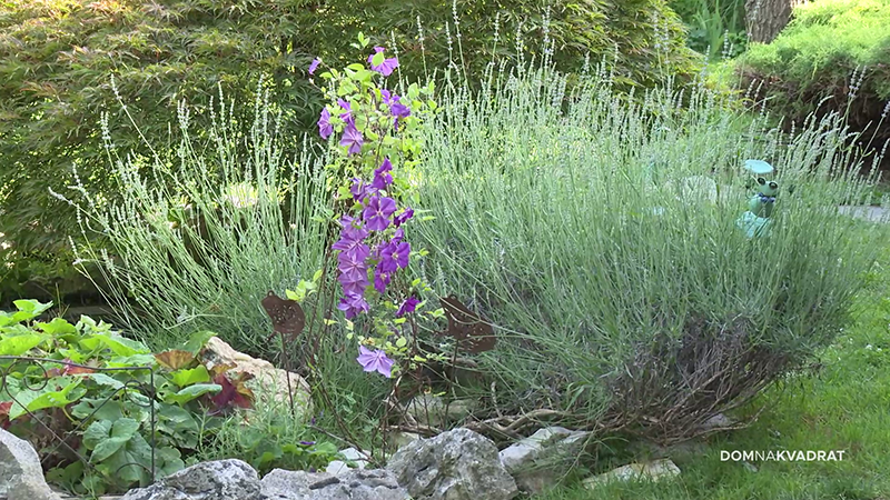 lavanda mediteransko bilje