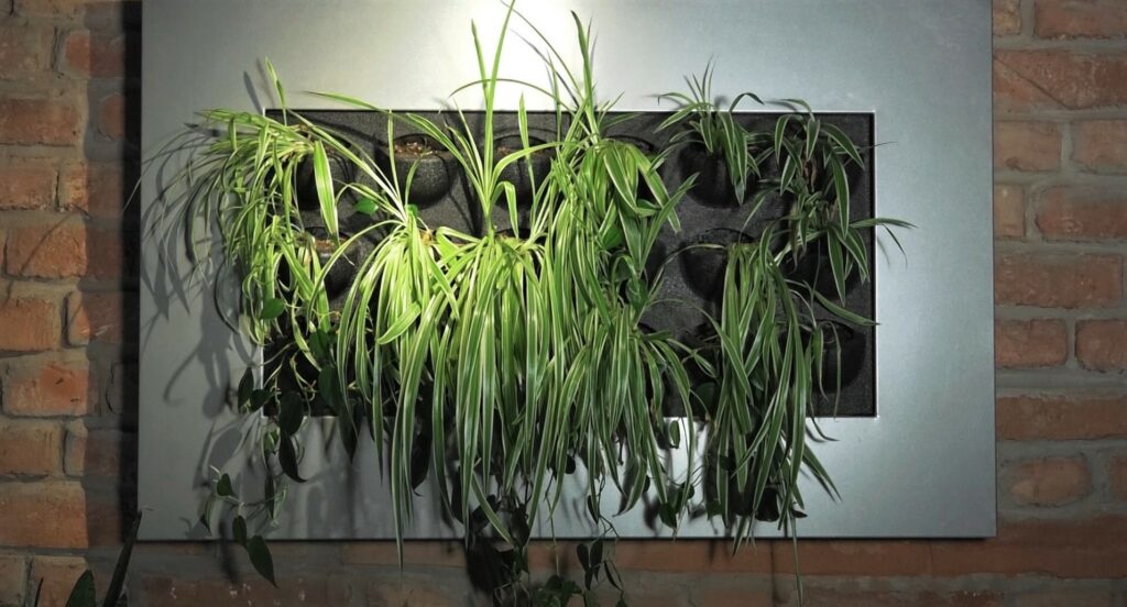 klorofitum-biljka-koja-pročišćava-zrak
