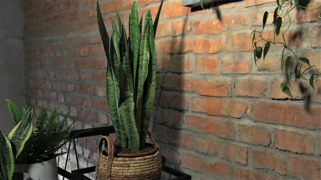 sanseveria