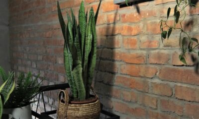 sanseveria