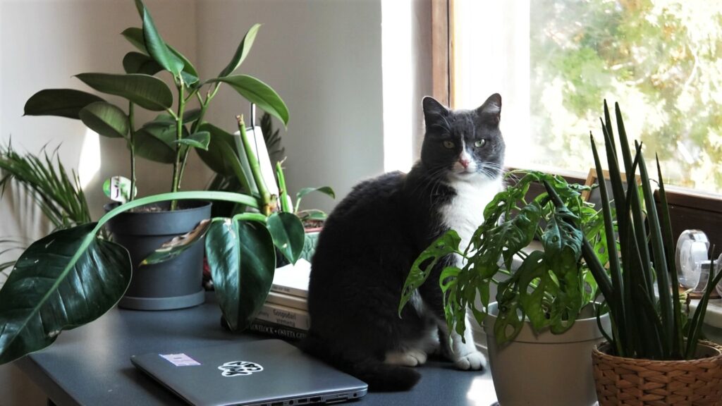 mačak-i-biljke