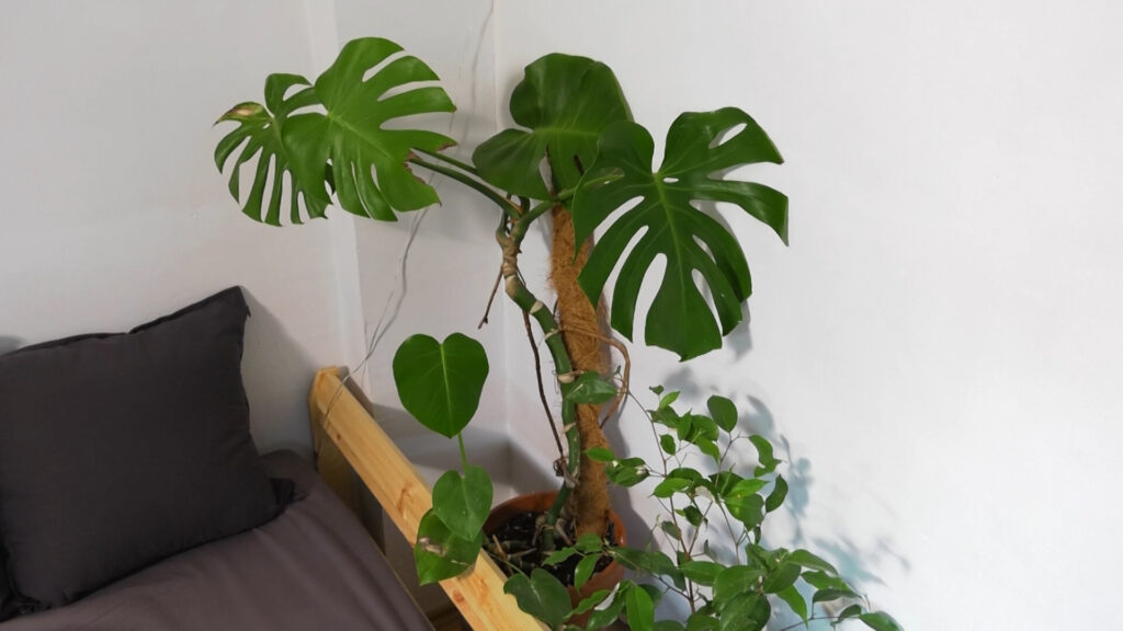 monstera-tropska-biljka