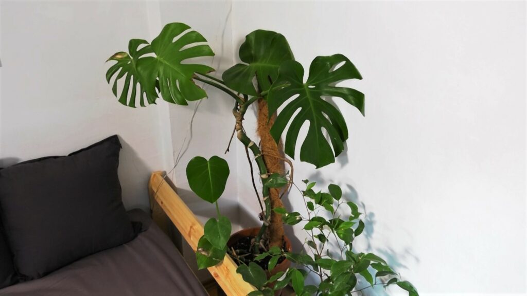 monstera-dom-na-kvadrat