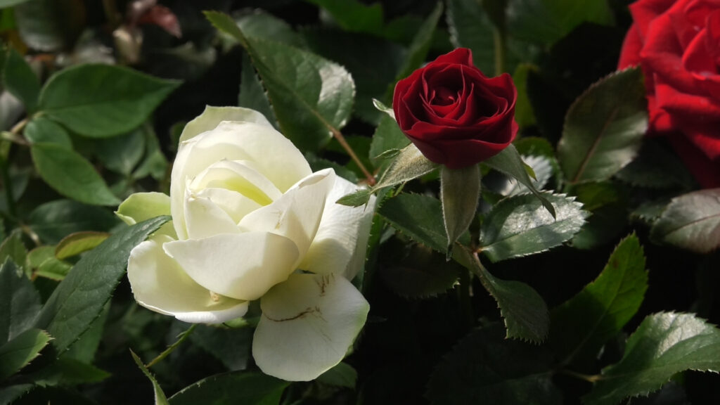 ruža-crvena-i-bijela