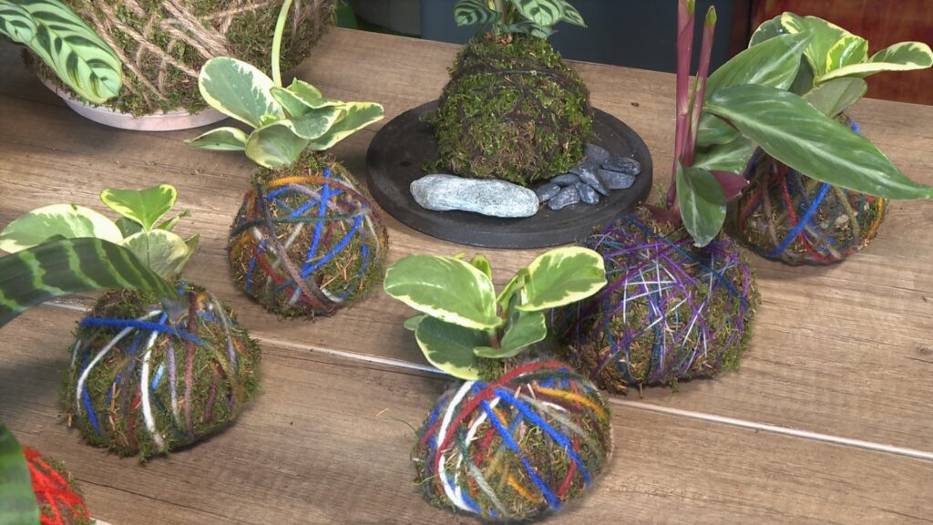 kokedama-dom-na-kvadrat