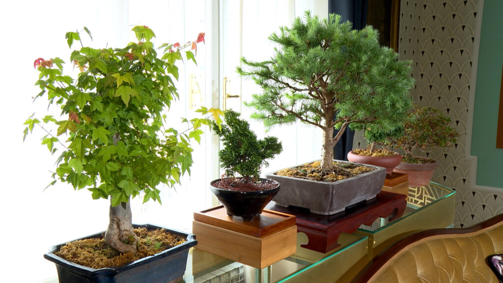 bonsai-dom-na-kvadrat