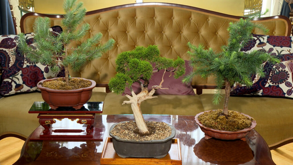 bonsai-dom-na-kvadrat