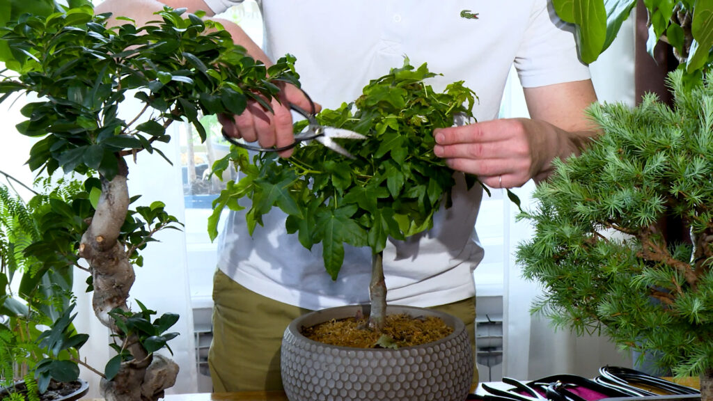 bonsai-dom-na-kvadrat