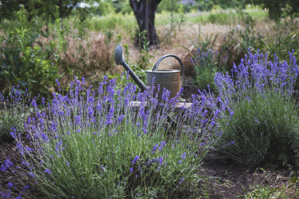 lavanda

