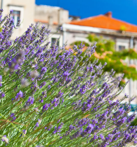lavanda