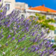 lavanda