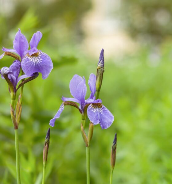Crested irises - ljubičasta perunika na zelenom polju