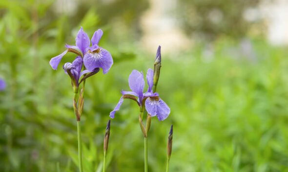 Crested irises - ljubičasta perunika na zelenom polju
