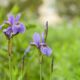 Crested irises - ljubičasta perunika na zelenom polju