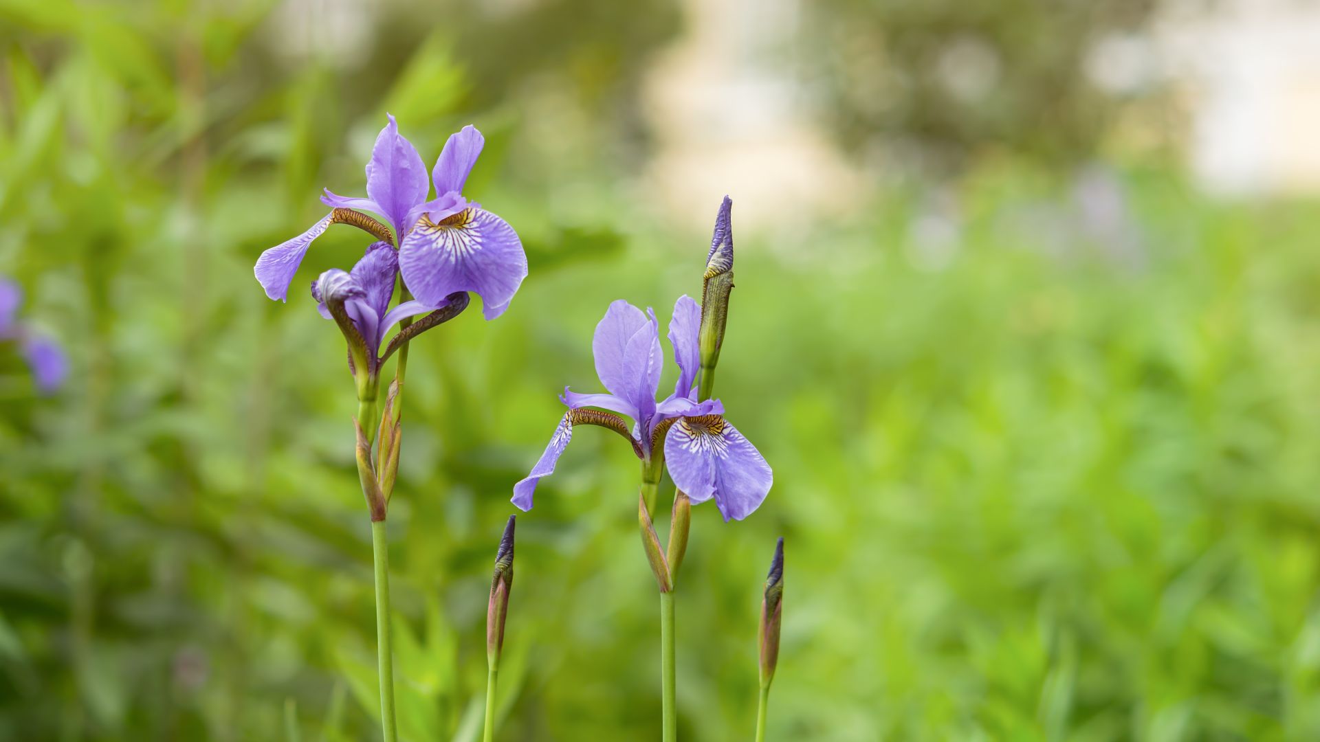 Crested irises - ljubičasta perunika na zelenom polju