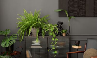 biljke za tamne prostore