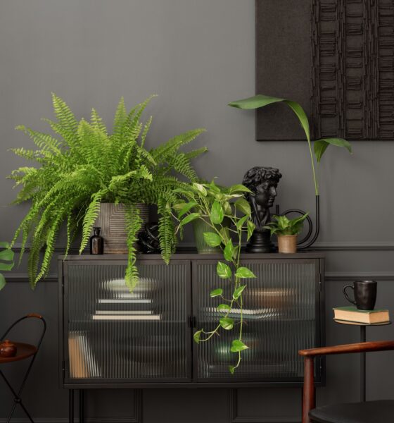 biljke za tamne prostore