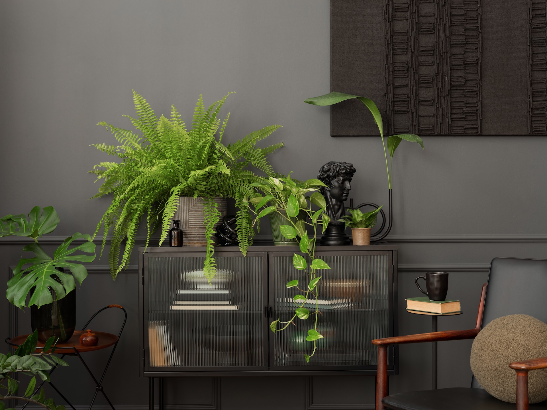 biljke za tamne prostore