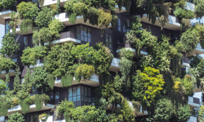 Green forest on the urban balcony
