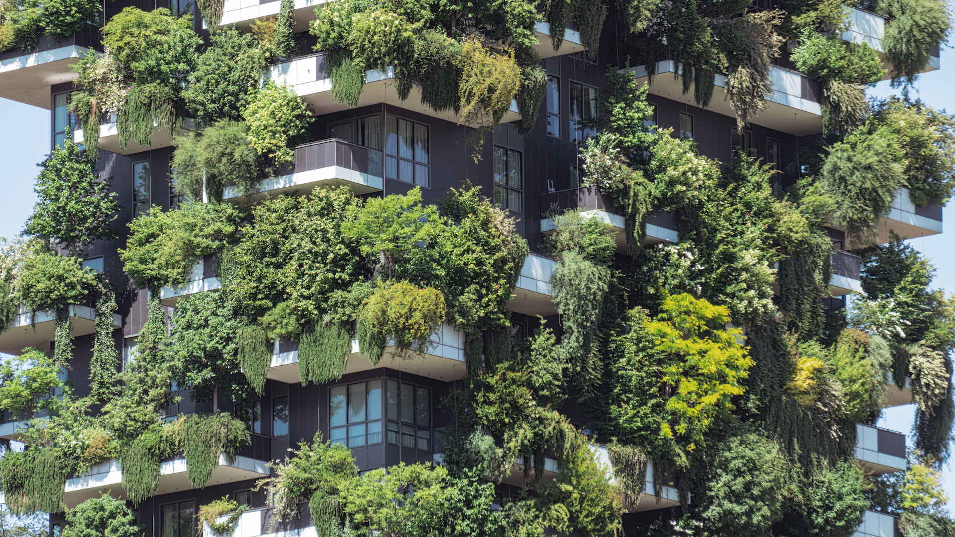 Green forest on the urban balcony