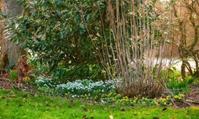 Priprema vrta za proljeće