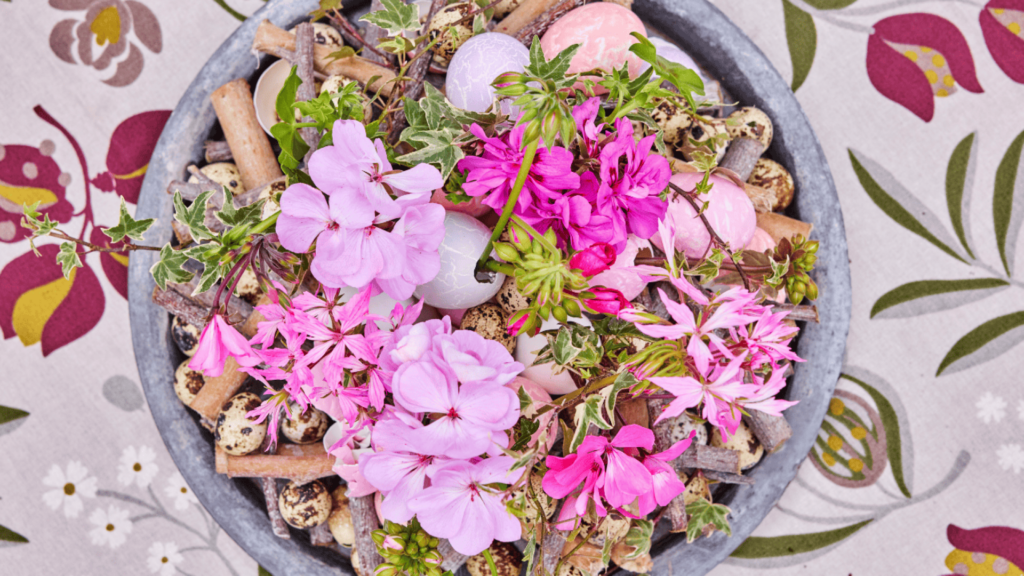 Pelagronium Uskrs u cvatu