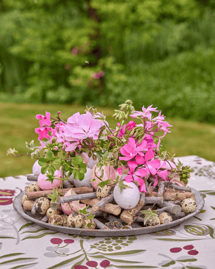 Pelagronium Uskrs u cvatu