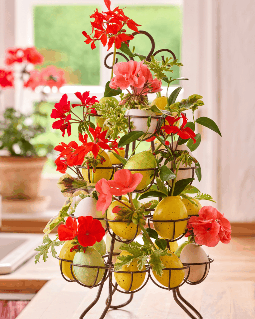 Pelagronium Uskrs u cvatu