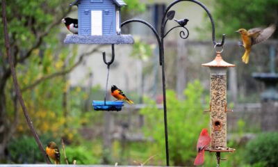 kako privući ptice u vrt