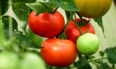 close up rajčice u vrtu