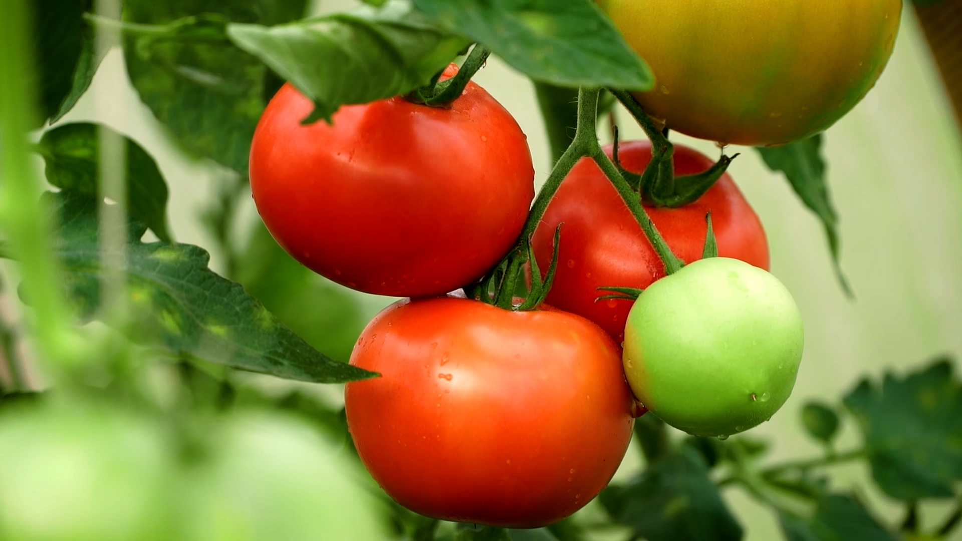 close up rajčice u vrtu