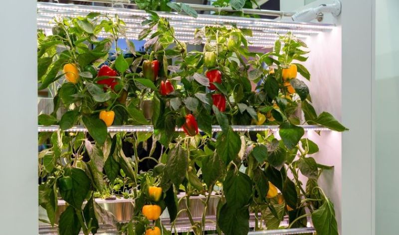 indoor uzgoj paprika 