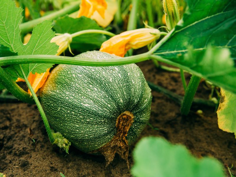 tikva u vrtu