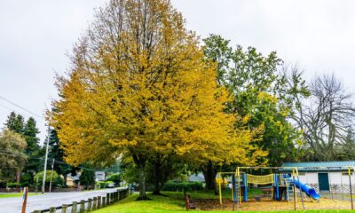 veliko ginko stablo sa žutim liščem pored dječjeg parka