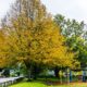 veliko ginko stablo sa žutim liščem pored dječjeg parka