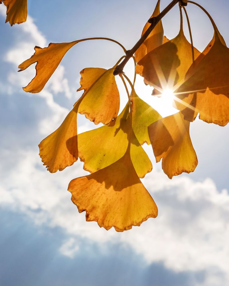 ginko listovi