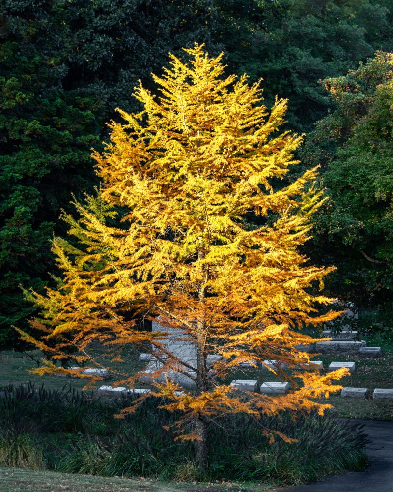 veliko žuto ginko stablo u šumi