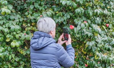 Starija žena mobitelom fotografira crveni cvijet kamelije kako bi prepoznala biljku